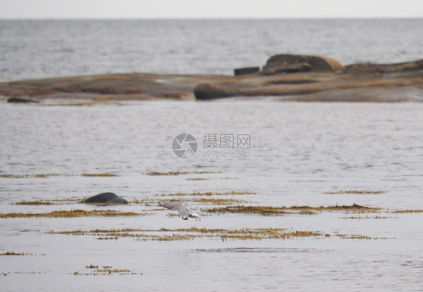 白海的泰恩鸟图片