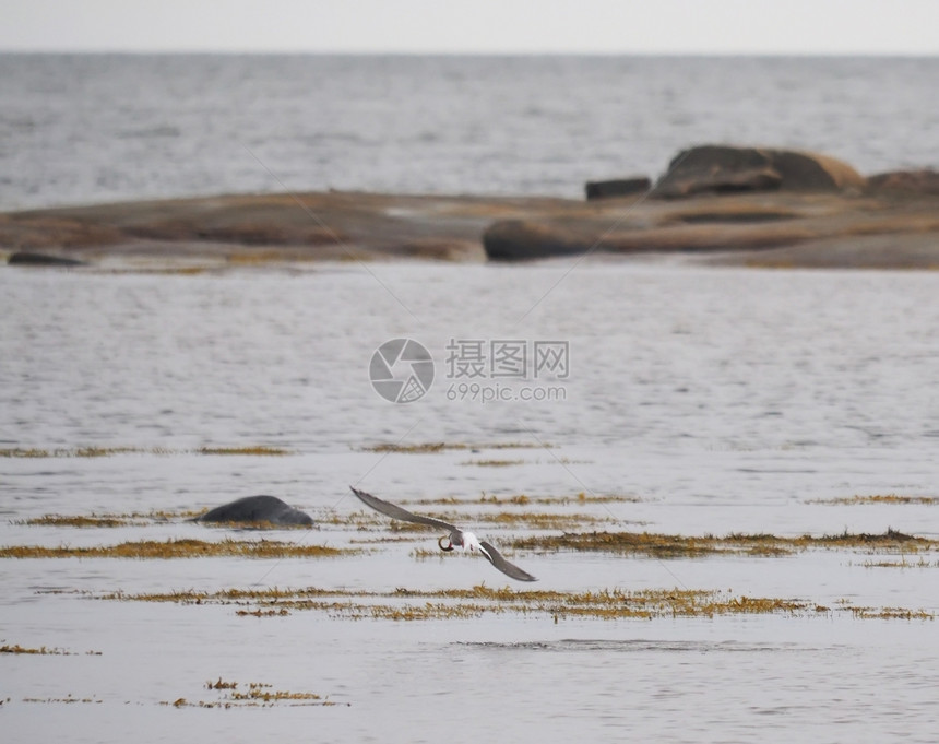 白海的泰恩鸟图片