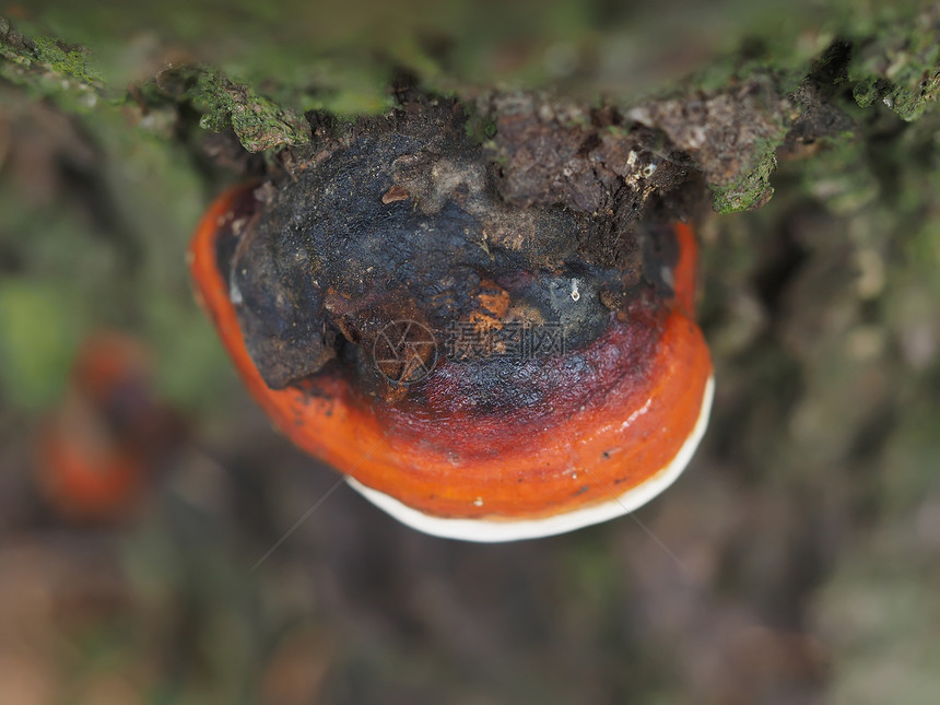 树桩上的铁真菌图片