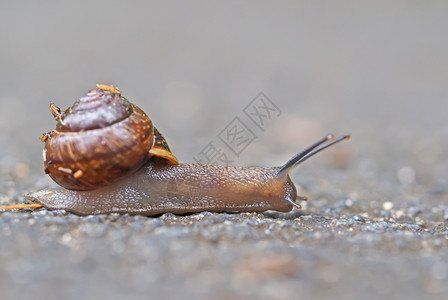 沥青上的蜗牛背景图片