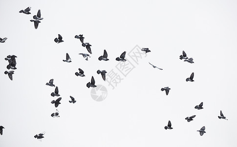 飞翔中的鸽子背景图片