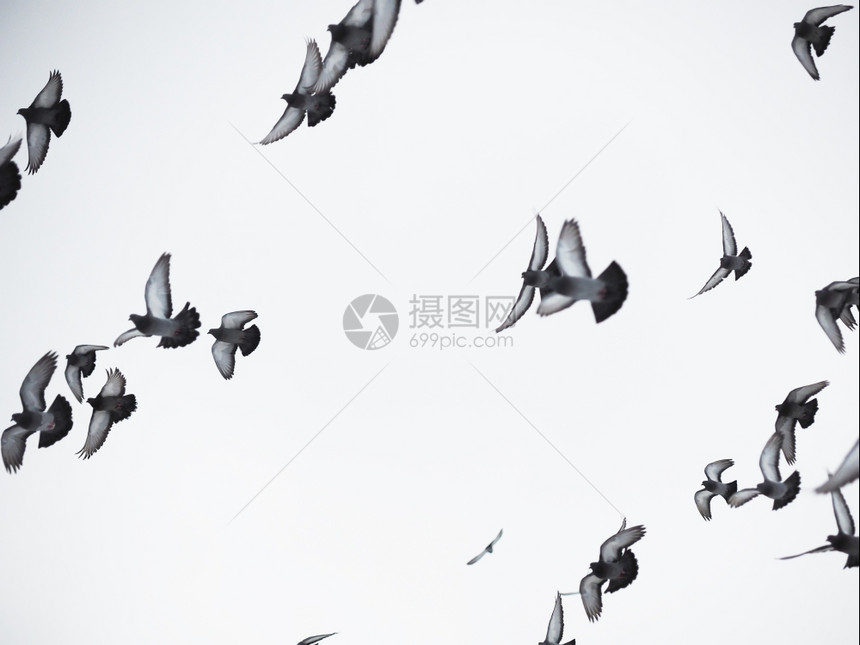飞翔中的鸽子图片