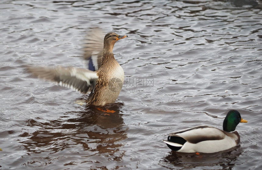 鸭子在湖上摇动翅膀图片