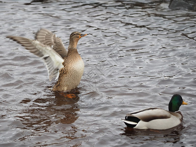 鸭子在湖上摇动翅膀图片