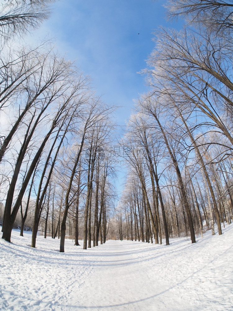 雪中树林冬天公园图片