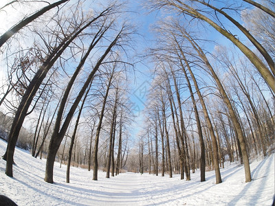 雪中树林冬天公园图片