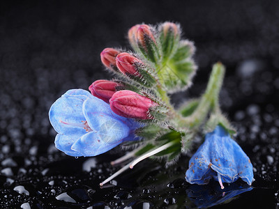 深色背景的蓝孔frey鲜花图片