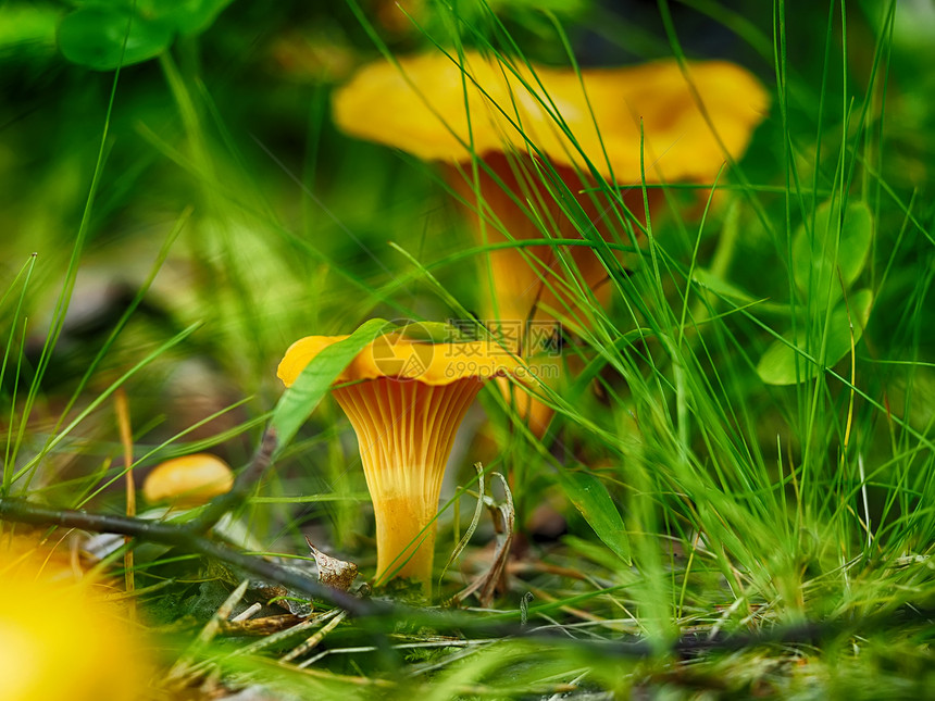 森林中的蘑菇高手图片