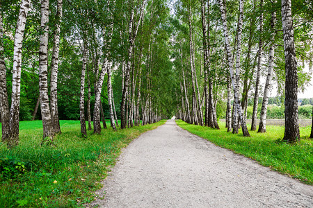 森林狭窄的步行道路图片