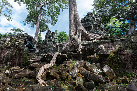 塔普罗姆寺庙废墟树上长着巨大的百扬树高清图片