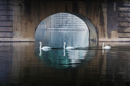 布拉格桥下三只天鹅图片