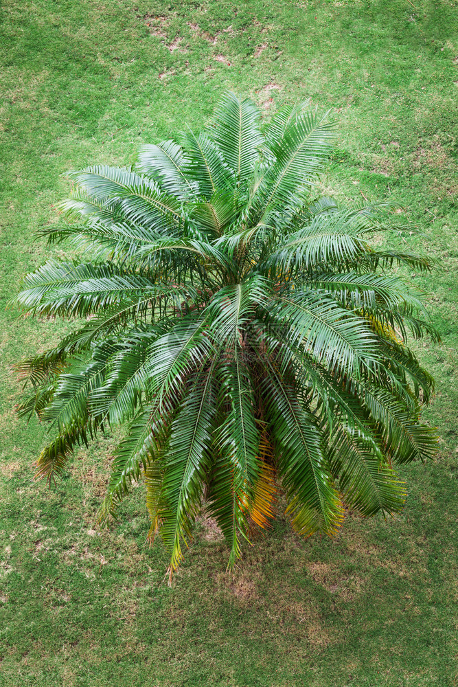 青草上美丽的棕榈树图片