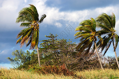 下午椰子和强风背景