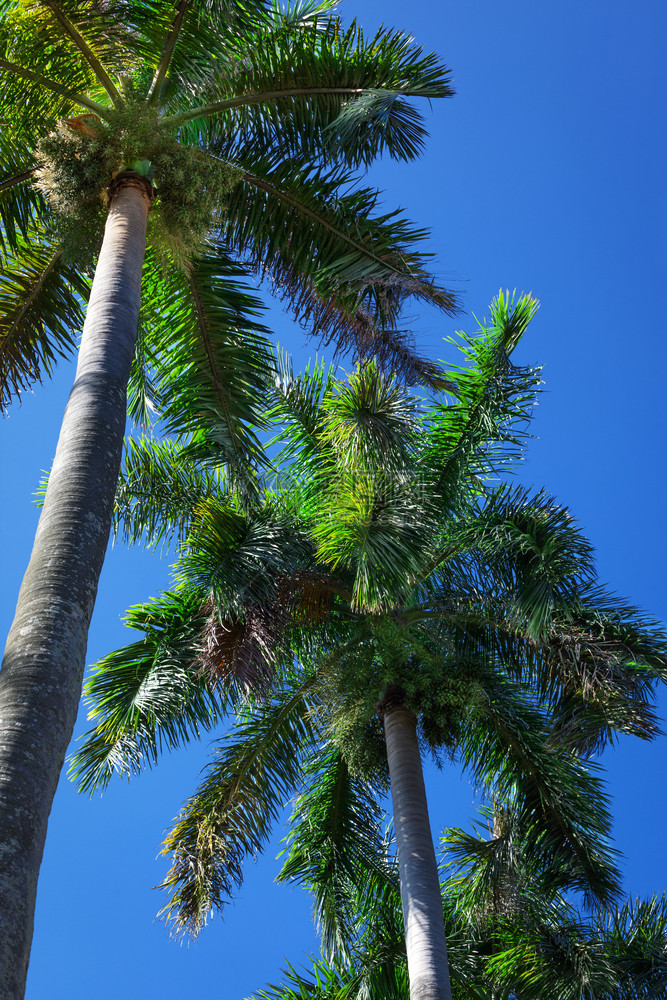 与蓝天相对的椰枣树图片