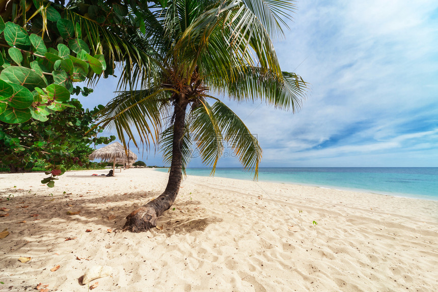 阳光明媚的一天在海滩上的棕榈树图片