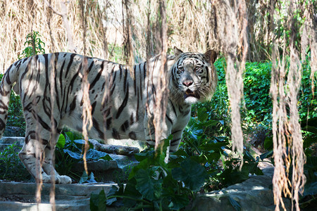 动物园野白虎图片