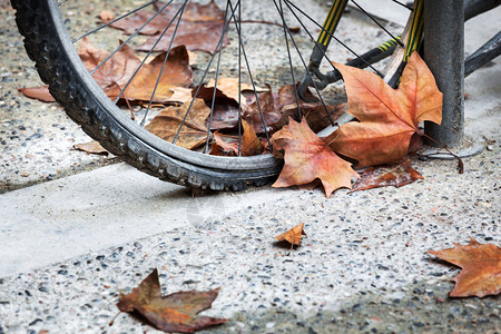 树叶落的自行车轮图片