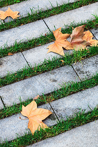 秋天人行道上的树叶图片