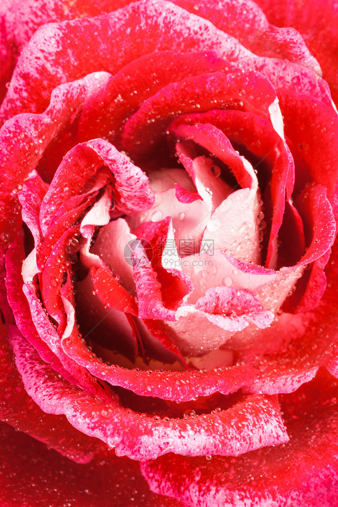 美丽的新红玫瑰紧贴上图片