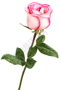白色背景上的单粉红色玫瑰图片