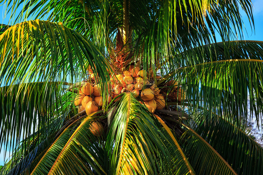 天空背景有坚果的椰子树图片