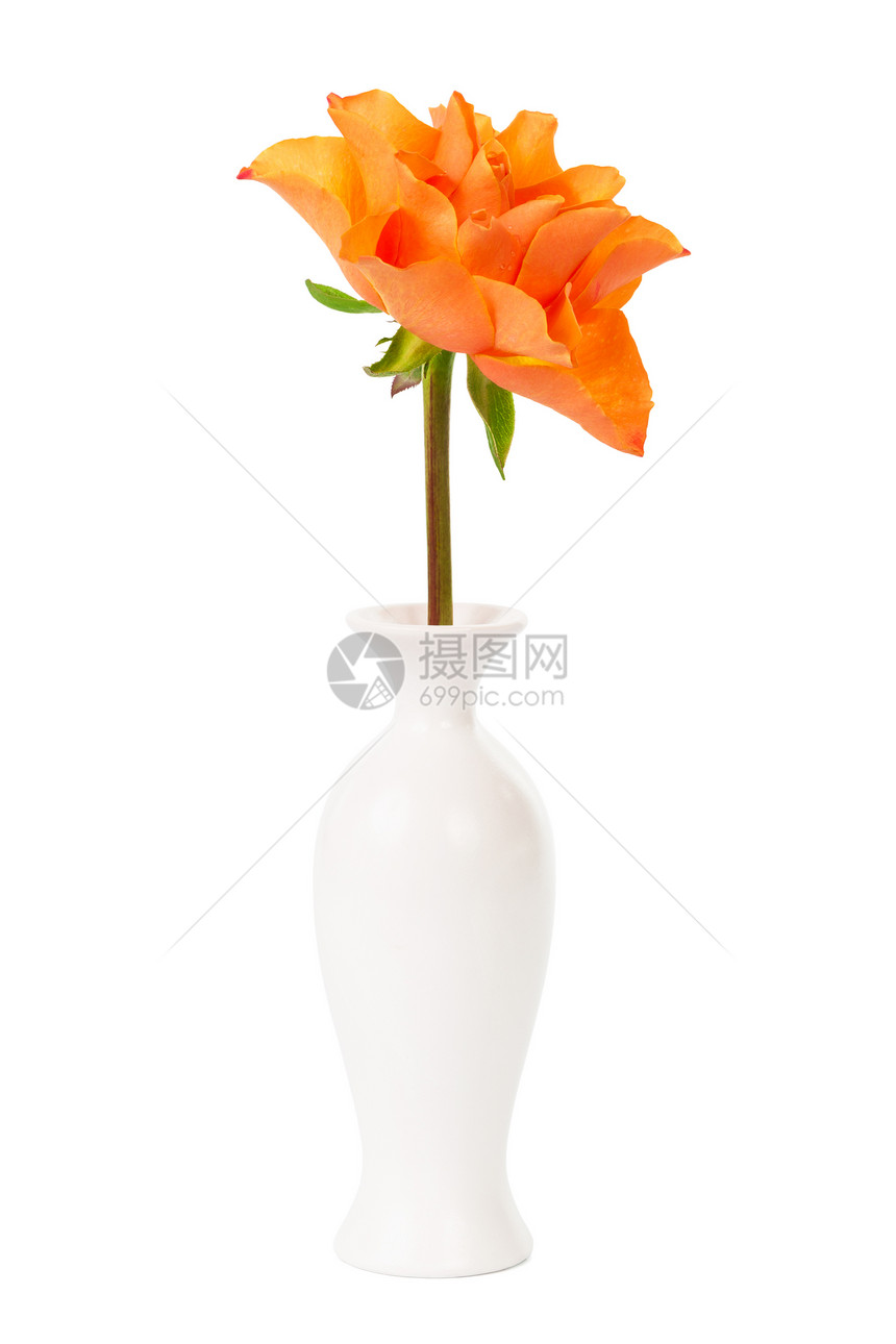 白色背景的花瓶中亮玫瑰图片