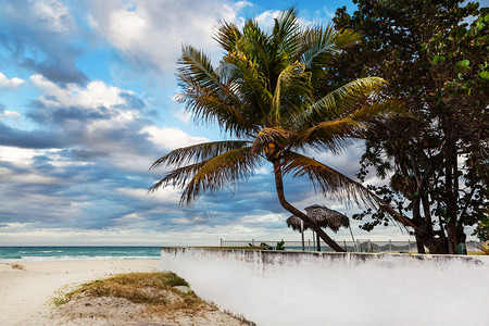 海洋沙滩上的椰子棕榈图片