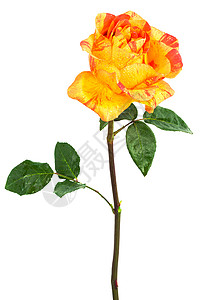 橙色玫瑰白背景上滴图片