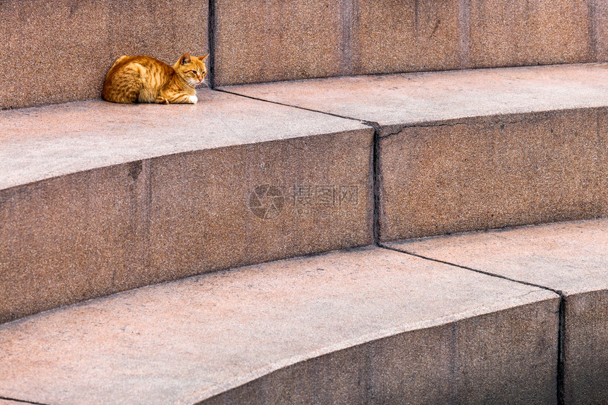 红猫在石头楼梯的阶上图片