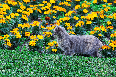 特学猫面部美丽的猫和花床夏日背景