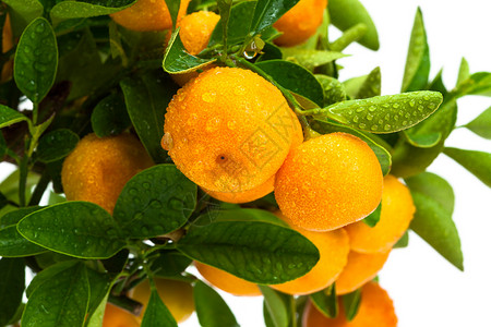 树上有成熟的果实橘子树上有成熟的果实图片