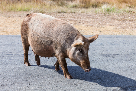 大猪在路上行走图片