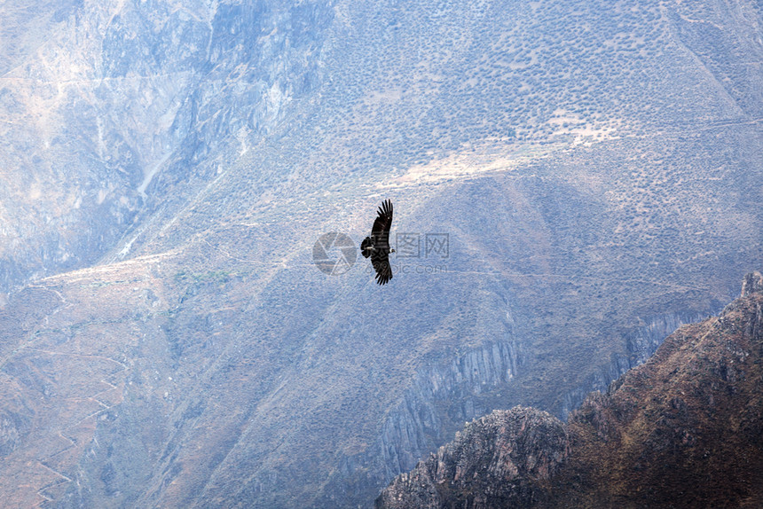 高山之上飞翔的神鹰图片