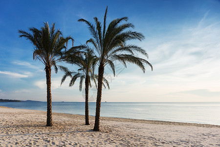 海滩上三棵棕榈树图片