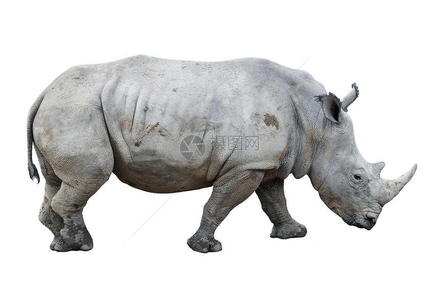 白色背景上孤立的大型犀牛图片