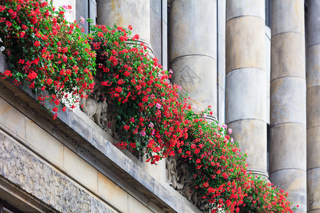 旧楼上美丽的红花图片