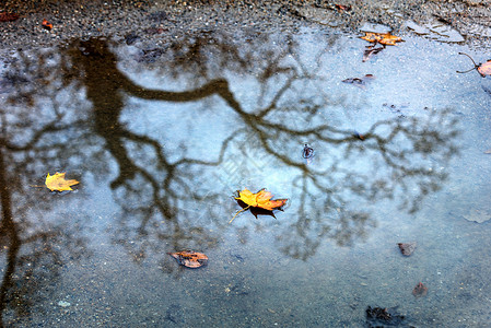 秋树及其在水中的反射图片