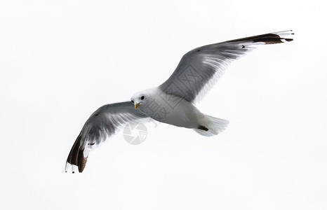 白色背景的美丽海鸥图片