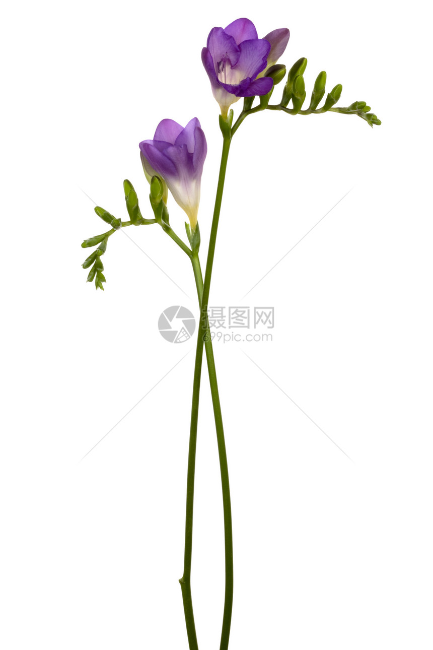 白色背景的美丽紫花朵图片