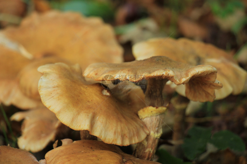 秋林中的一群蘑菇图片