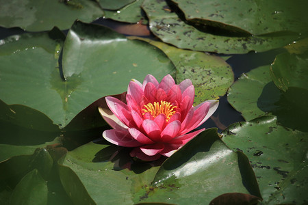 粉水百合和大叶子漂浮在阳光池塘里图片
