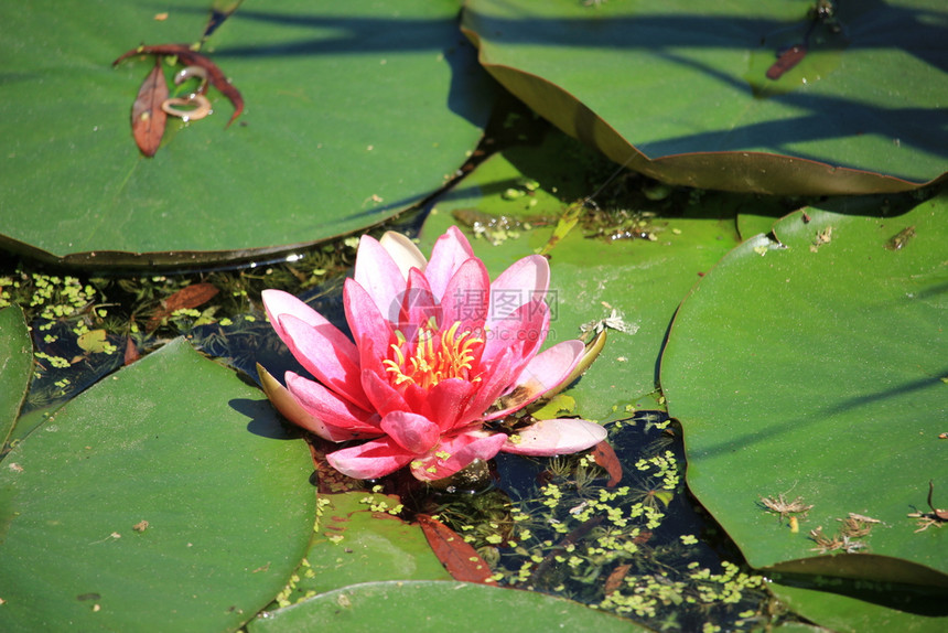 粉水百合和大叶子漂浮在阳光池塘里图片