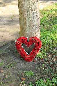 心化的同情花朵或 在一棵大红玫瑰树附近的一棵大红玫瑰图片