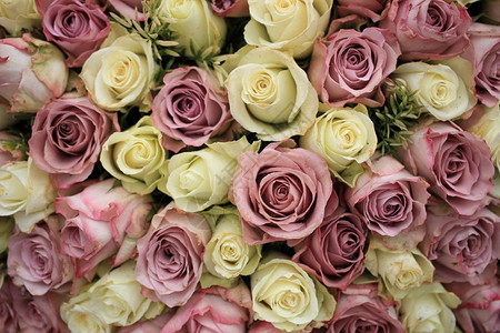 花式结婚装饰中的混合紫色和白玫瑰花背景图片
