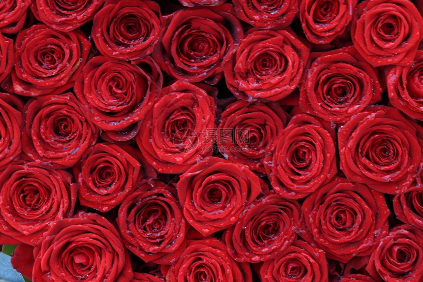婚礼花朵安排中的红玫瑰大图片