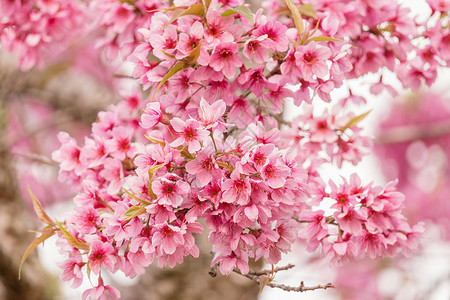 泰国美丽的喜马拉雅山樱桃花Prunuscerasoides背景图片