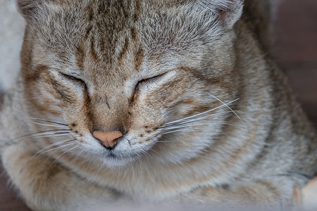 紧的条纹猫脸睡着的小眼睛有选择焦点图片