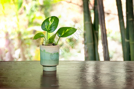 花瓶中的绿色植物在木制桌上装饰背景图片