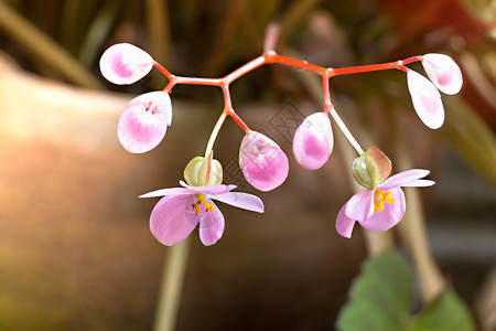鲜红的粉兰花在园里开粉红的兰在园里开背景图片