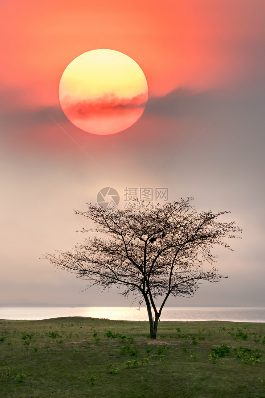 日出时分湖面草地上一棵孤零零的树美丽的自然景观美丽的自然景观图片